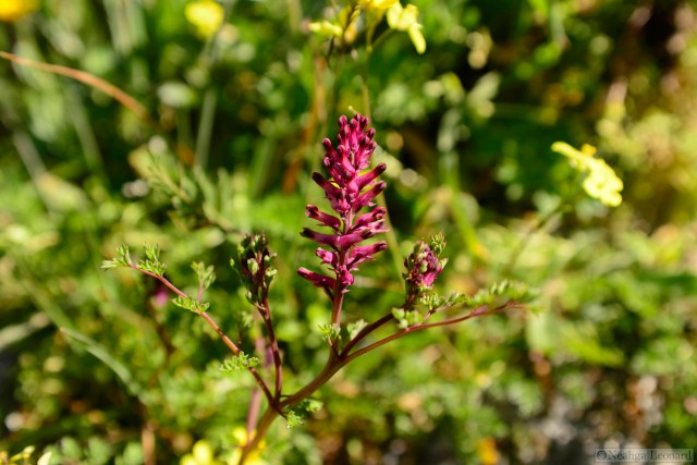 Common Fumitory, Earth Smoke (Fumaria officinalis) flowers