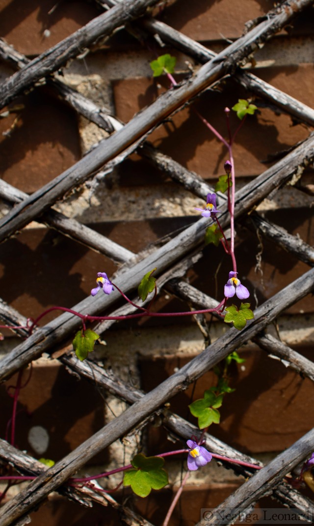 Ivy-Leaved Toadflax climbing a trellis
