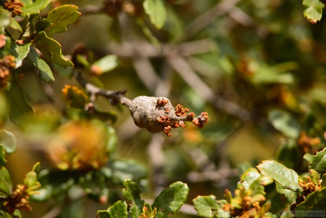 Twig Gall on a scrub oak branch flowering from the tip - California