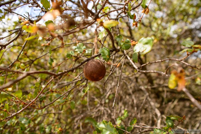 Dried oak apple gall  on Scrub oak in California