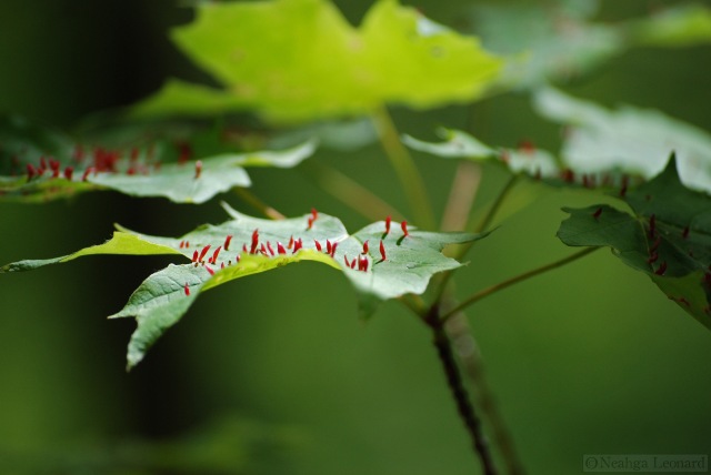 Colorful leaf galls on a Sugar Maple leaf - Vermont