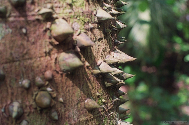 An impressive but unsubtle defense - Ceiba speciosa in the Bolivian Amazon