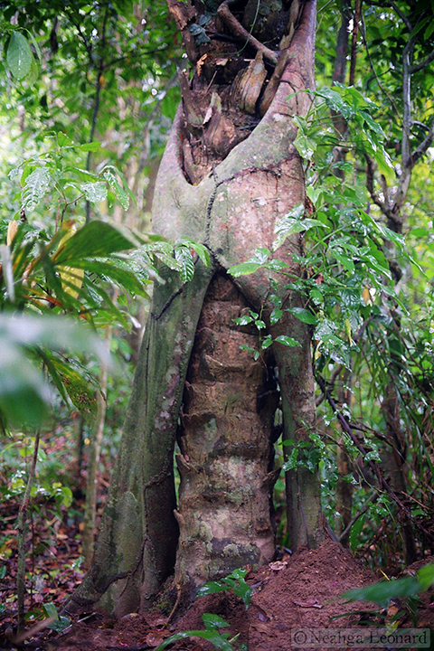 Strangler fig (Ficus spp.) overwhelming a palm tree's defenses - Bolivia